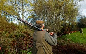 PSD diz que caçada 'maciça' na Azambuja beneficia instalação de central fotovoltaica