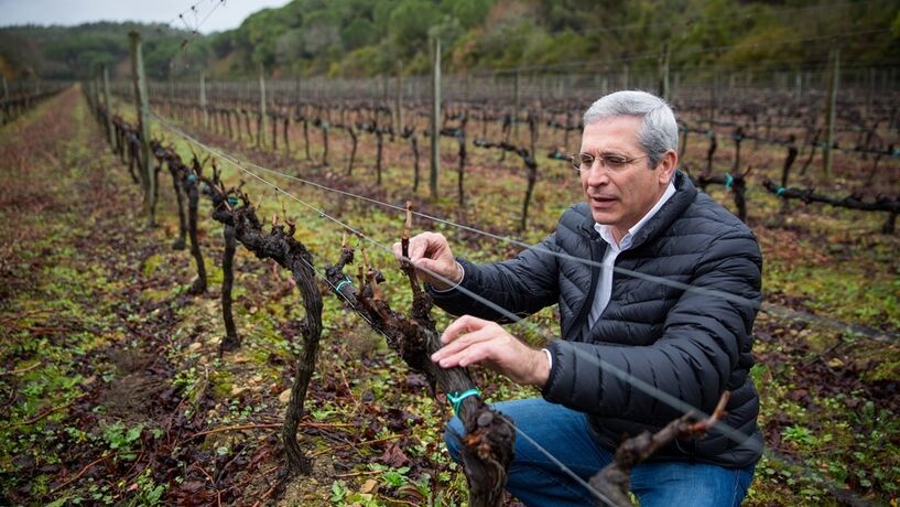 Lusovini vai produzir uvas de mesa em Angola