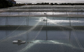 Estão aprovados 86,5 milhões de investimento na aquicultura 