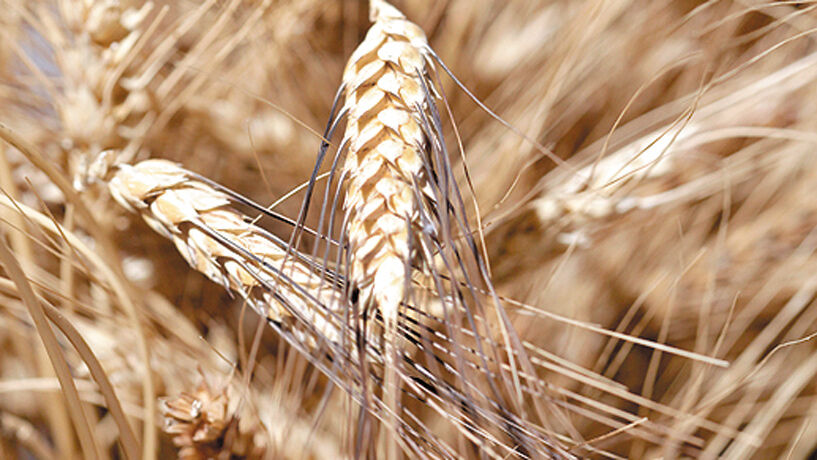 Produção nacional de trigo pode ganhar com corte da Rússia