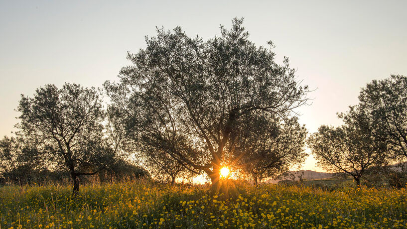 O azeite do olival superintensivo tem qualidade? 