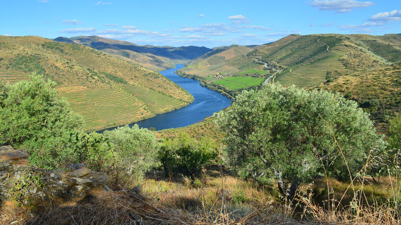 O que é que o azeite do Douro tem?