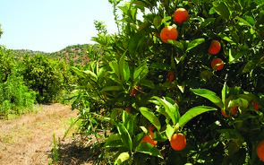 Rendimento da agricultura desce pela primeira vez desde 2011